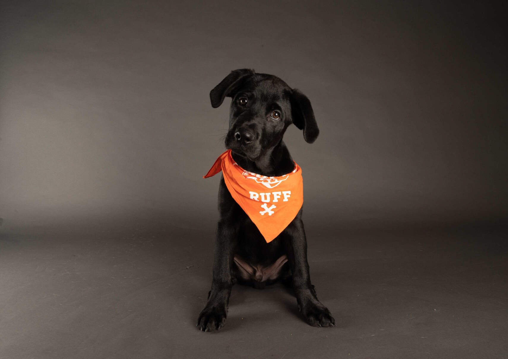 PUPPY BOWL XVII